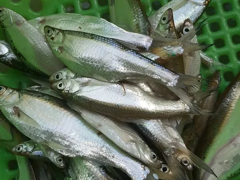 Từng bị chê là 'cá cho lợn ăn', nay lên đời thành đặc sản đồng quê được săn lùng, giá cao chót vót