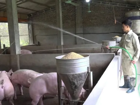 Từ điểm nóng dịch tả lợn châu Phi, nay Cần Thơ đã duy trì 21 ngày ‘sạch bệnh’ nhờ chăn nuôi không tiếp xúc, mở ra hướng đi mới cho nông nghiệp Việt Nam