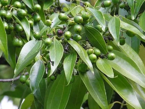 Loài cây gia vị quý của thế giới Việt Nam đang trồng bạt ngàn: Từ vỏ đến lá đều hái ra tiền, nước ta cùng Trung Quốc cạnh tranh ngôi vương của thế giới