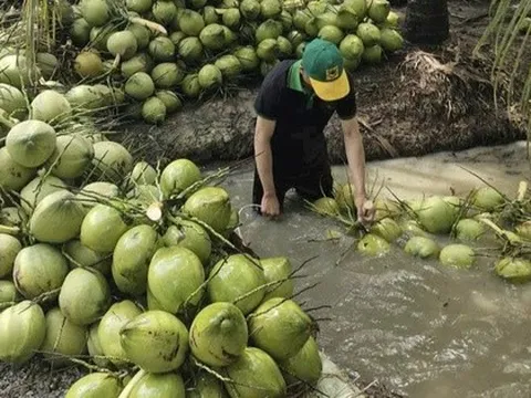 Dừa tươi rớt giá thê thảm