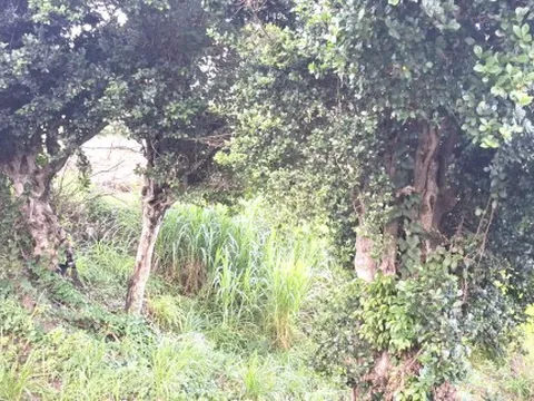 Cây duối mọc hoang bỗng có giá tiền tỉ 