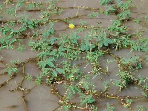 Rau dại mọc bờ mương một thời bị chê, nay thành đặc sản đắt khách: Trồng 1 tháng đã thu hoạch, bán quanh năm