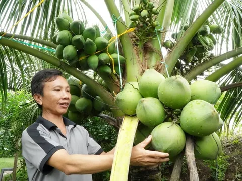 Độc lạ miền Tây: Vườn dừa lùn mang hàng trăm trái mỗi cây, giúp ông chủ kiếm bộn tiền dù không bán quả
