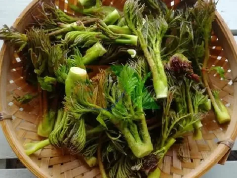 Loại rau được ví là 'cao lương mỹ vị số 1 thế giới': Việt Nam có nhưng ít ai biết, giá tới 400.000 đồng/kg