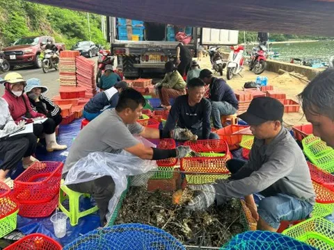 Người nuôi ồ ạt bán tôm hùm chạy bão