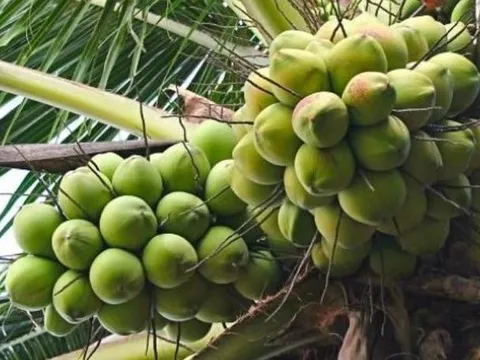 Đúng vụ thu hoạch rộ, dừa tươi miền Tây từng là vua lợi nhuận bỗng rơi tự do 'giá rẻ như cho'