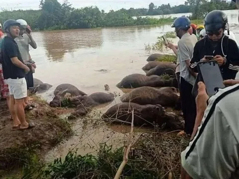 Xót xa hàng chục con trâu ở Đắk Lắk bị ngạt nước chết do bão số 13
