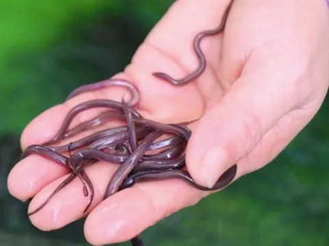 Loài cá từng bị coi là món quê nghèo, nay khiến cả thế giới săn đón và giúp nông dân Việt thu 400 triệu đồng mỗi năm