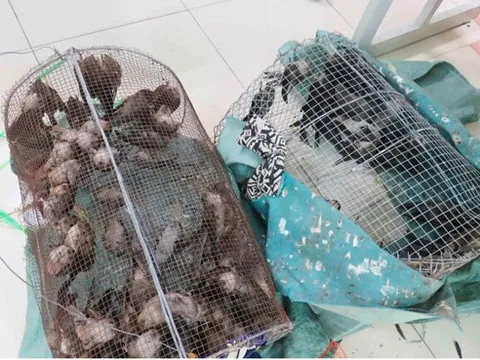 Cấp thiết bảo vệ đàn yến Việt Nam