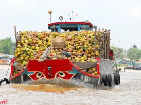 Cây dừa mang lại thu nhập cho nông dân 100-150 triệu đồng/ha/năm