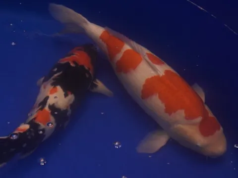 Chú cá Koi “bơi” từ Huế vào TP HCM giành ngôi vô địch