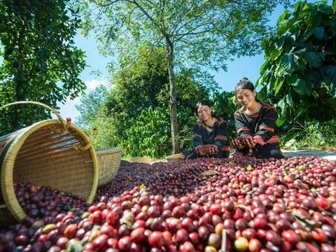 Một cường quốc cà phê ở Bắc Mỹ bất ngờ gom hạt Robusta từ Việt Nam nhiều nhất lịch sử, giá trị tăng gấp 35 lần
