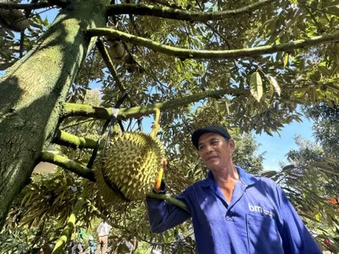 Sầu riêng Việt và bài học không thể đi xa bằng sự bị động
