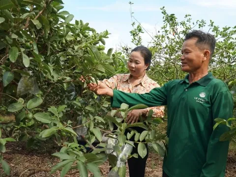 Bỏ lúa sang trồng loại quả giá chỉ 5.000 đồng/kg, nông dân Cần Thơ từng bị chê dại giờ thành đại gia