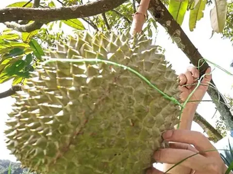 Sầu riêng sẽ trở thành "quốc quả" của Malaysia?