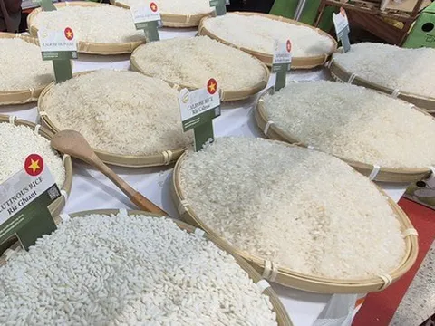 Chủ tịch VFA nói gì về việc Philippines dừng nhập khẩu gạo đến hết năm 2025?