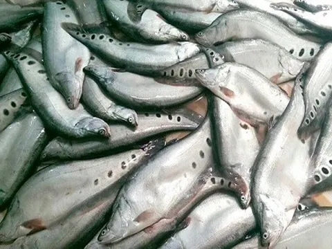 Từng bị bỏ đi vì 'ít thịt, nhiều xương', loài cá này giờ thành đặc sản làm đủ món ngon, người thành phố 'phát cuồng'