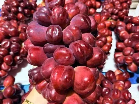 Nho Trung Quốc ồ ạt về Việt Nam, giá rẻ như cho, dân buôn bán cả tấn mỗi ngày