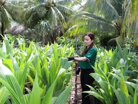 Nông dân Vĩnh Long trồng loại quả tinh hoa của đất trời, ruột trắng ngần lại đặc sánh: Đút túi 6 tỷ đồng mỗi năm dễ ‘như chơi’