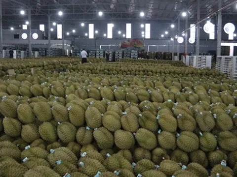 Sầu riêng Việt trước bài học lớn