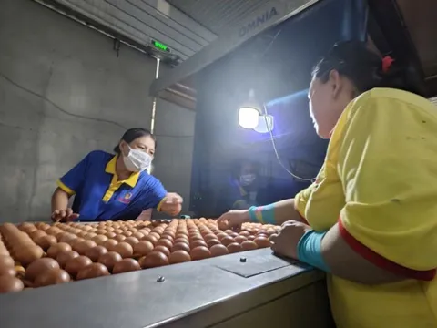 Ba Huân bị cưỡng chế ngừng thủ tục hải quan vì nợ thuế hơn 51 tỉ đồng, người trong cuộc nói gì?