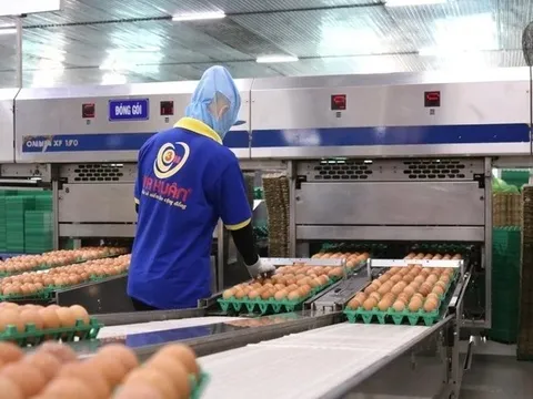 'Trùm' trứng gà Ba Huân bị hải quan 'tuýt còi', người trong cuộc thừa nhận điều đau xót