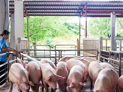 Giá lợn hơi giảm mạnh