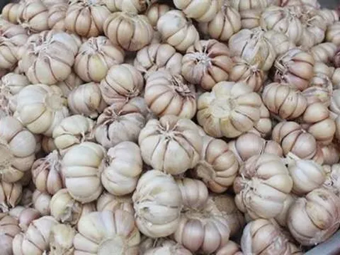 Mỗi tháng người Việt chi hơn 350 tỷ đồng cho tỏi nhập khẩu từ Trung Quốc, vừa rẻ vừa dễ bóc