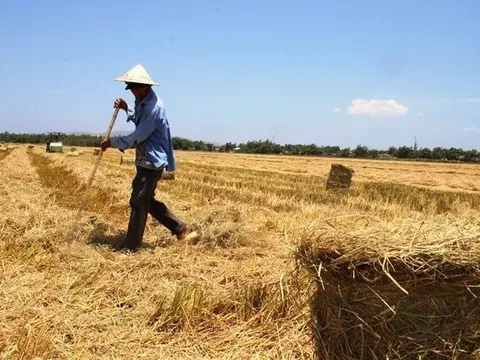 Không còn đốt rơm rạ, nông dân Ninh Bình tìm ra cách kiếm cả trăm triệu mỗi vụ lúa từ chính thứ bỏ đi này