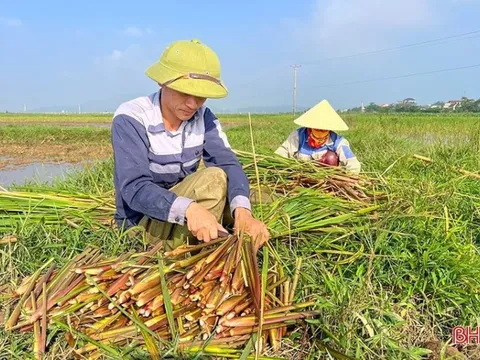 Cây ‘đẻ ra tiền’ ở Ninh Bình, trồng nhàn nhưng lợi nhuận gấp 4 lần lúa, vừa lên sạp thương lái đã tranh nhau mua