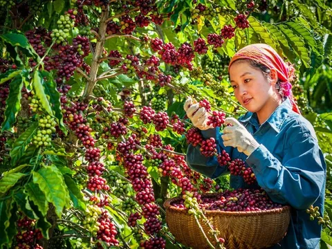 Mỹ miễn thuế đối ứng có 'mở toang' cánh cửa cho nông sản Việt?