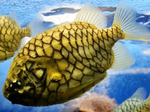 Hai loại cá 'tên trái cây' một thời bị ngó lơ, giờ thành đặc sản đắt đỏ, càng hiếm càng được săn lùng