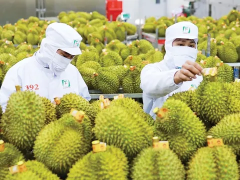 Khơi thông điểm nghẽn kiểm nghiệm, xuất khẩu sầu riêng thông suốt trở lại