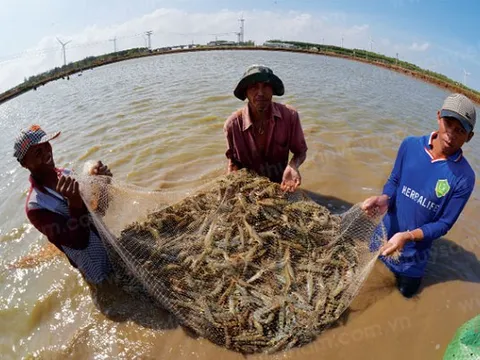'Mỏ vàng dưới nước' của Việt Nam lập đỉnh xuất khẩu: Thu về 498 triệu USD trong 1 tháng, Trung Quốc chi cả tỷ USD săn lùng