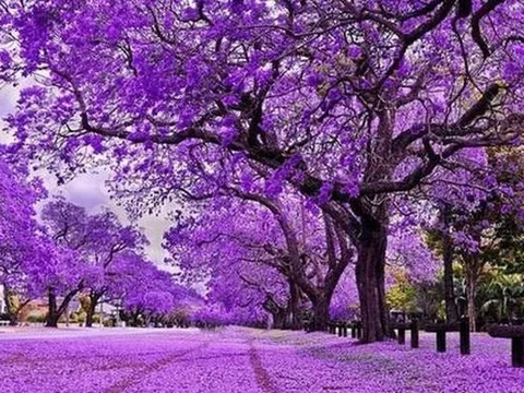 Sóng gió bủa vây thị trường, một cổ phiếu bất ngờ ngược dòng “tím lịm” chục phiên, giá x2 chỉ sau 2 tháng