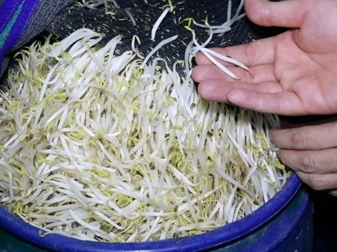 Đột kích lúc 4 giờ sáng: Bắt quả tang 'trại giá đỗ độc' thu giữ 2,5 tấn hàng độc do ông Đ. và bà T. cầm đầu