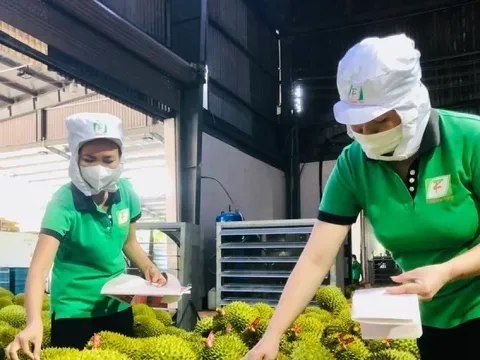 Rau quả Việt xuất khẩu gây bất ngờ