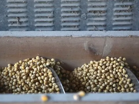 Trung Quốc quay lưng dừng nhập khẩu, Mỹ tăng mạnh đưa một mặt hàng vào Việt Nam với giá siêu rẻ, nước ta tiêu thụ thứ 3 thế giới