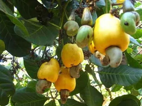 Loại hạt 'vạn người mê' của Việt Nam lập kỷ lục hơn 4,27 tỷ USD sau 10 tháng: Trung Quốc bứt tốc mua vào, Đức tăng mạnh nhập khẩu