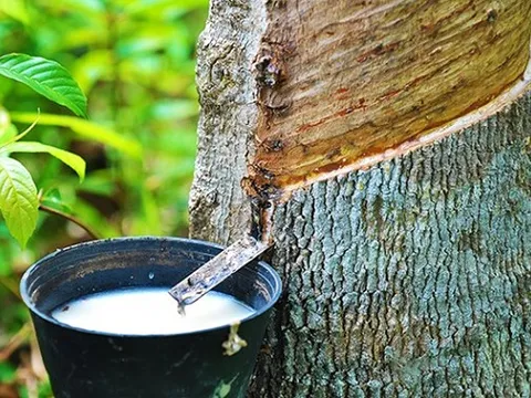 Malaysia chốt đơn hàng chục nghìn tấn 'vàng trắng' của Việt Nam: Indonesia, Trung Quốc cũng đua săn, nước ta có diện tích trồng vượt 900.000 ha