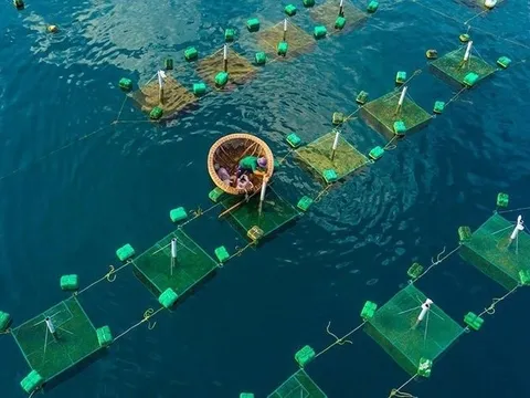 Giới sành ăn chi đẫm, Trung Quốc thu mua gần hết một sản vật của Việt Nam