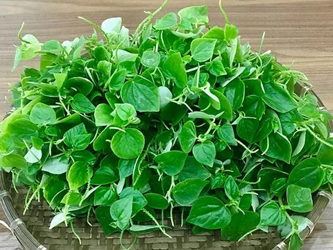 Loại rau dại của Việt Nam lại được thế giới xem như vị thuốc quý, giá tới 120.000 đồng/kg vẫn 'cháy hàng'