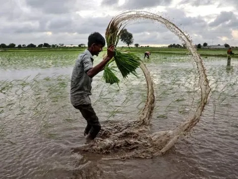 Không phải Thái Lan hay Ấn Độ, đây mới là ‘nạn nhân’ của cuộc đua xuất khẩu gạo tại châu Á: Kim ngạch giảm 1 nửa, là nhà xuất khẩu lớn thứ 4 thế giới