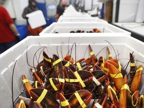 'Mỏ vàng' dưới nước của Việt Nam được người Trung Quốc mê không lối thoát: xuất khẩu tăng 135%, ưu đãi thuế cạnh tranh ngang ngửa hàng Mỹ