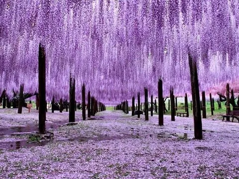 Một doanh nghiệp báo lãi gấp 15 lần cùng kỳ, cổ phiếu tăng 9 phiên trần, giá lên 150% sau 2 tháng