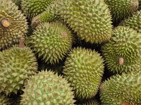 Giá sầu riêng tăng vọt nhưng nông dân vẫn kém vui