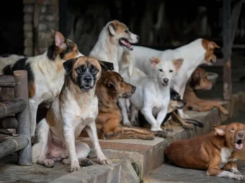 Thủ đô một nước Đông Nam Á cấm thịt chó, dân tình chia phe tranh cãi nảy lửa