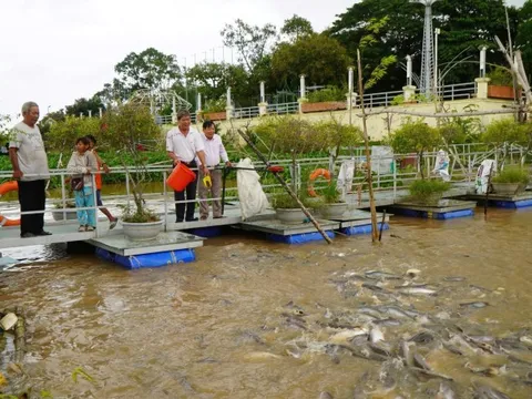 Bí ẩn: Hàng chục tấn cá hoang quy tụ về Đồng Tháp 'xin ăn', dân địa phương lập đội bảo vệ như báu vật
