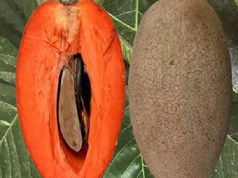 Quả 'lạ mà quen' nặng tới 2 kg bất ngờ thành đặc sản đắt khách, giá 400.000 đồng/kg vẫn được săn lùng