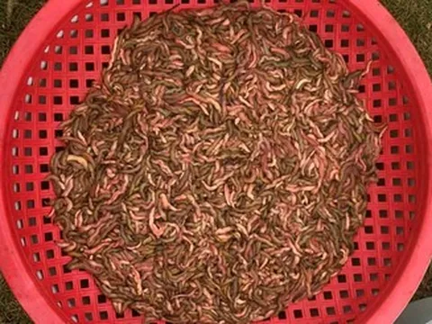 Cãi nhau với em vì mấy cân rươi, anh cả 4 năm không đến đám giỗ mẹ